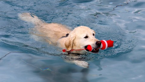 HP_Hundebadetag_2025