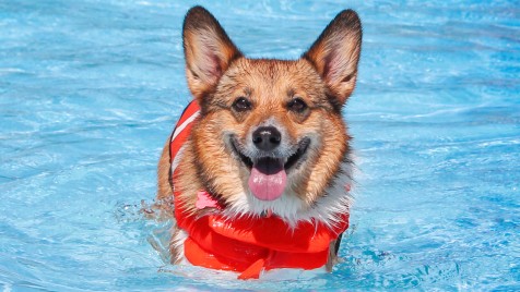 Hund schwimmt im Wasser
