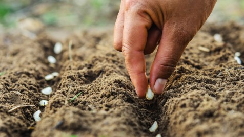 Mulch